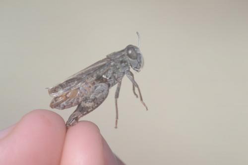 Réf. 215 088 : Calliptamus barbarus barbarus